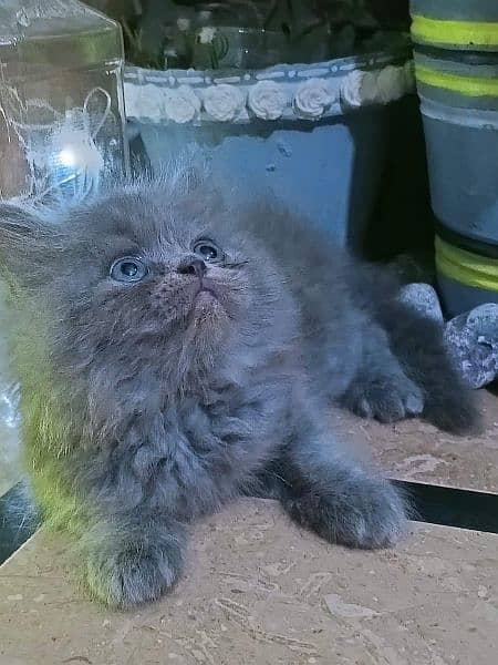 Persian Cats Available 03207679060 Whattsapp Contact me 5