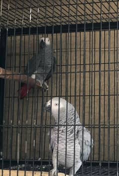 African Grey Female