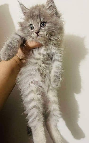 Persian Cats Available 03207679060 Whattsapp Contact me 4