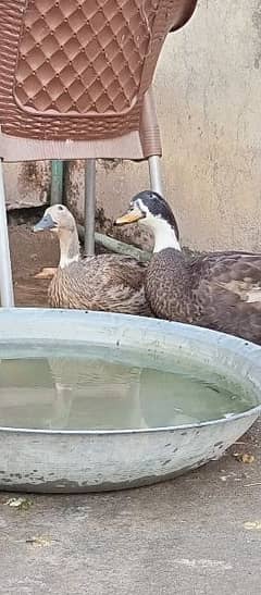 Ducks pair for sale