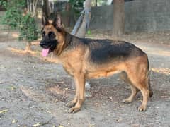 GsD breeder Female Pedigree fully trained