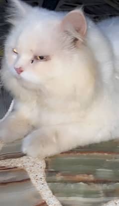 Persian cat for sale 0