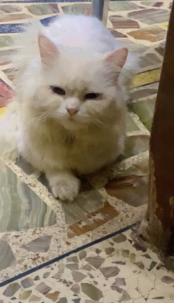 Persian cat for sale 1