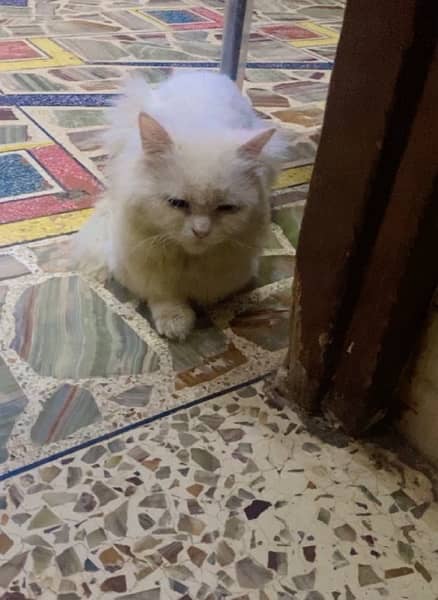 Persian cat for sale 2