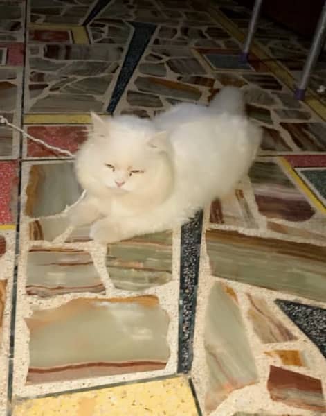 Persian cat for sale 3