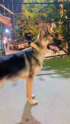 German Shepherd 6 months 0