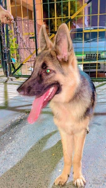 German Shepherd 6 months 2