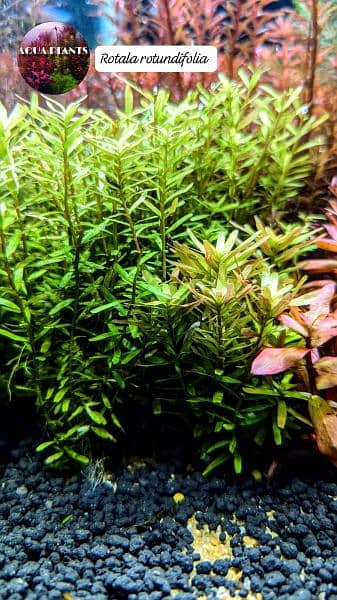 aquatic plants 9