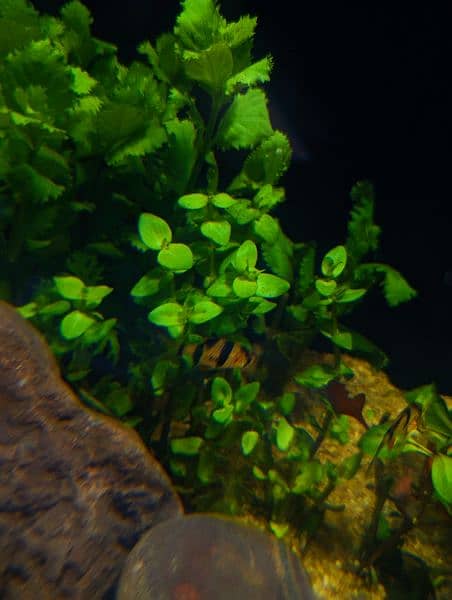 aquatic plants 11