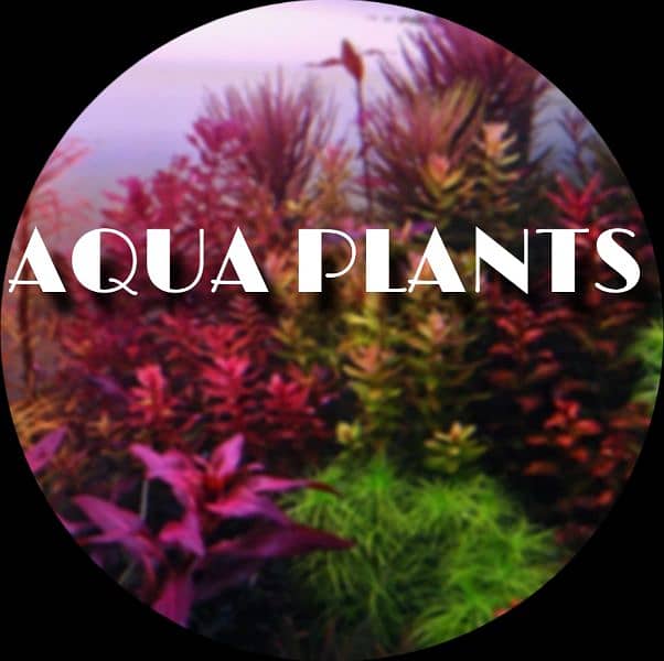 aquatic plants 12