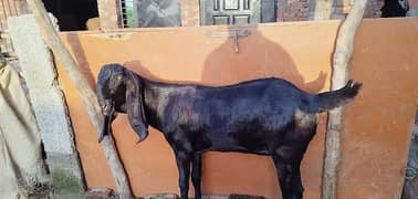 bakri amratsari breed 4 dant me shoq wali chezz shoqen bhaio ke leye