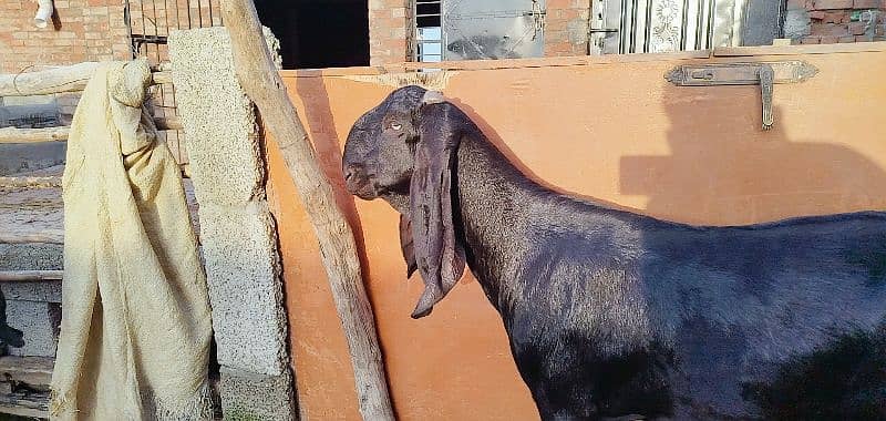 bakri amratsari breed 4 dant me shoq wali chezz shoqen bhaio ke leye 1