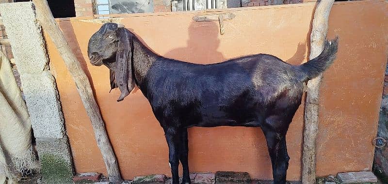 bakri amratsari breed 4 dant me shoq wali chezz shoqen bhaio ke leye 2