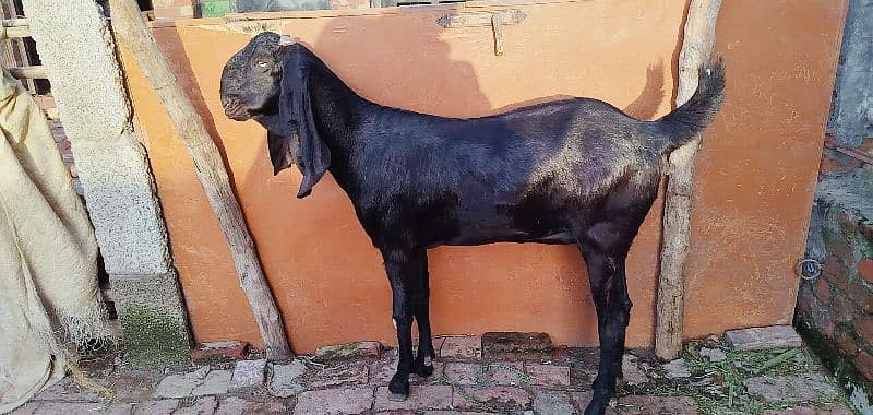 bakri amratsari breed 4 dant me shoq wali chezz shoqen bhaio ke leye 3