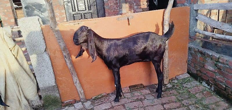 bakri amratsari breed 4 dant me shoq wali chezz shoqen bhaio ke leye 4