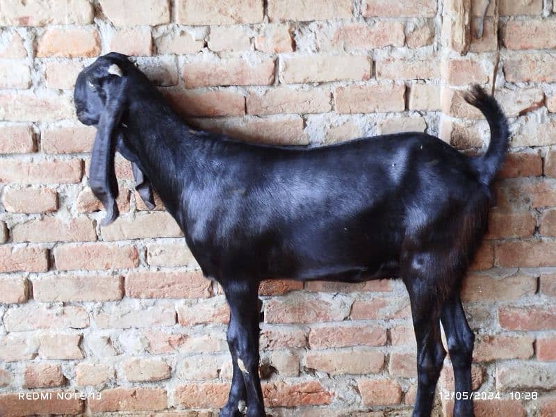 bakri amratsari breed 4 dant me shoq wali chezz shoqen bhaio ke leye 8