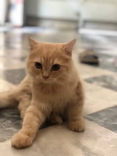 Persian Cats/Kittens