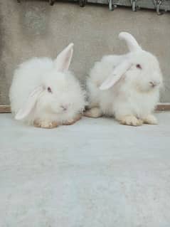 Fancy rabbit pair ready for first breed