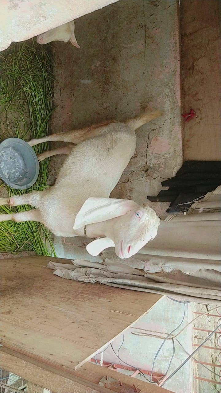 2 daant rajan puri gulabi bakri 5