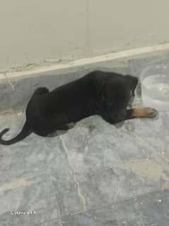 German Shephard puppy for sale