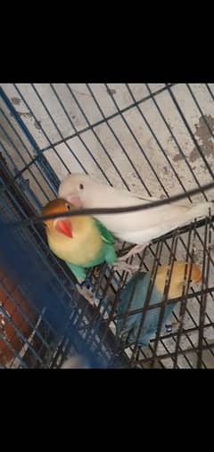 breedr pairs love birds for sale