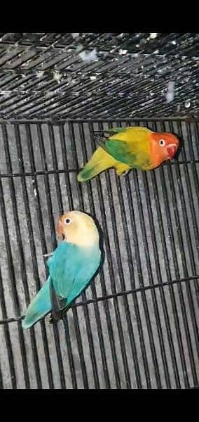 breedr pairs love birds for sale 2