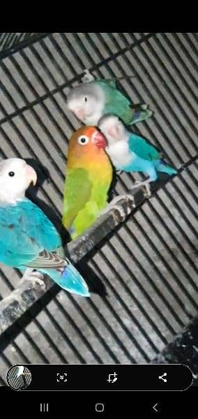 breedr pairs love birds for sale 5