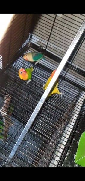 breedr pairs love birds for sale 6