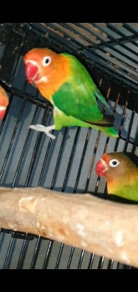 breedr pairs love birds for sale 7