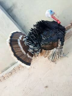 cute male turkey breeder for sale