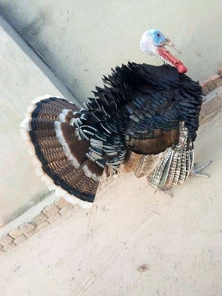 cute male turkey breeder for sale 0