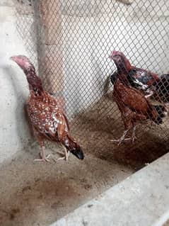 Mianwali madgaskar cross hens for sale