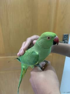 Green Parrot Female