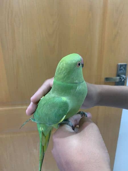 Green Parrot Female 2