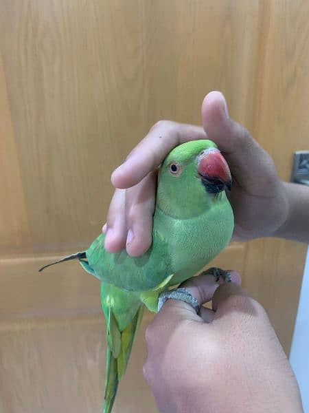 Green Parrot Female 3