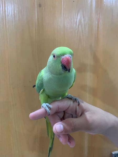 Green Parrot Female 5