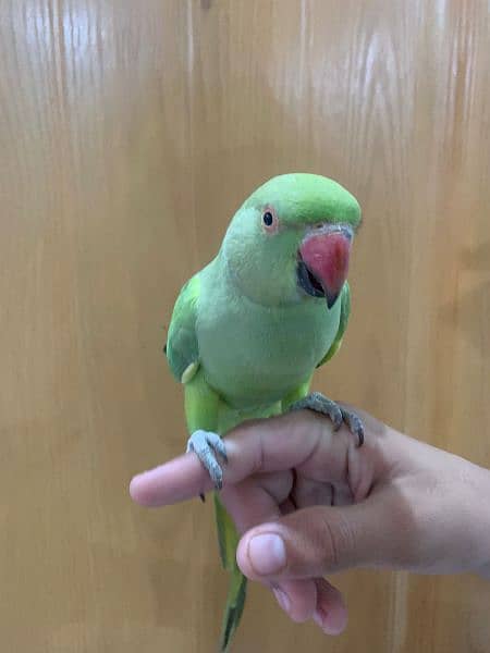 Green Parrot Female 6