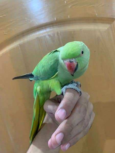 Green Parrot Female 8