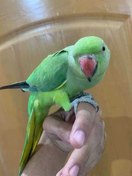 Green Parrot Female 9