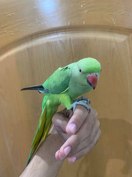 Green Parrot Female 10