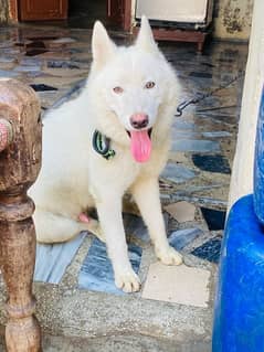 white husky for sale