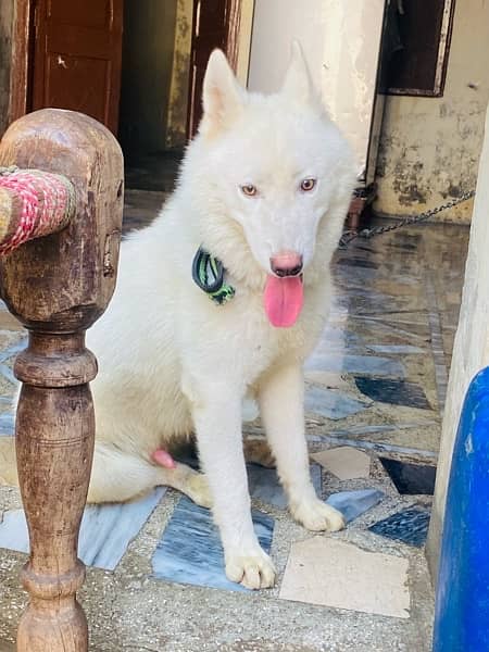 white husky for sale 1