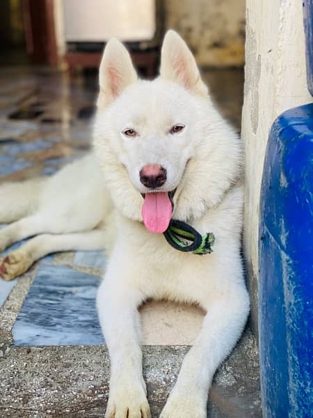 white husky for sale 2