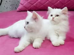 Blue Eyes Semi Punch & Doll Face Persian Kitten Available for Sale