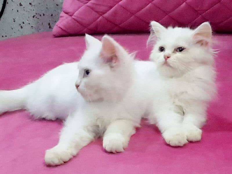 Blue Eyes Semi Punch & Doll Face Persian Kitten Available for Sale 0