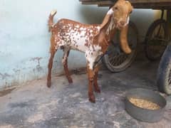 mukhi cheni