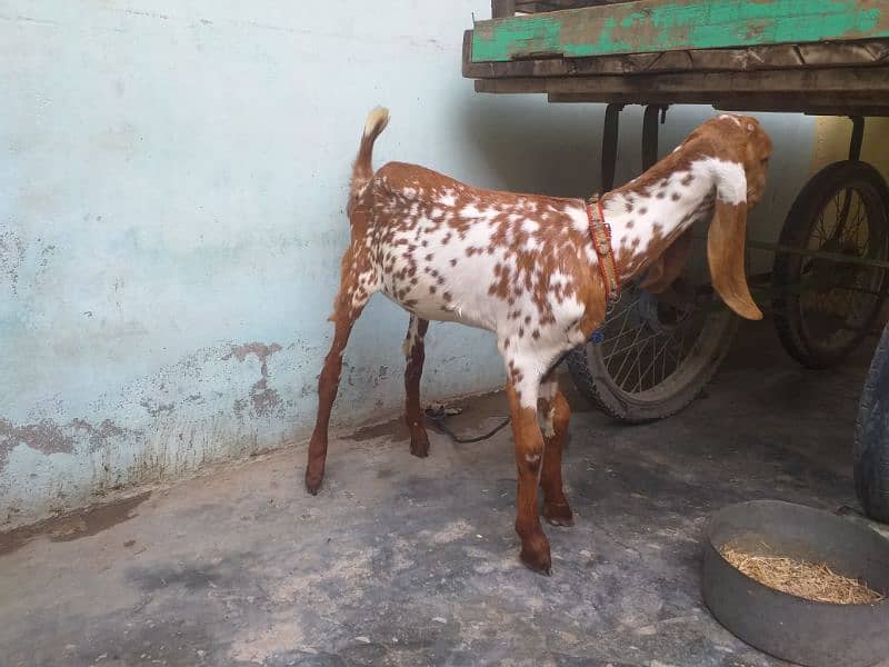 mukhi cheni 1