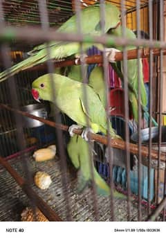 parrot available