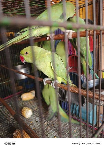 parrot available 0