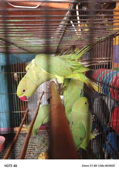 parrot available 1